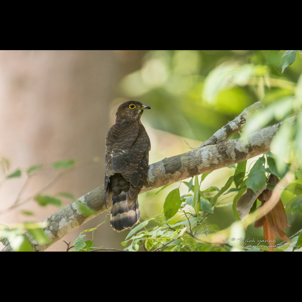 Whistling Hawk-cuckoo