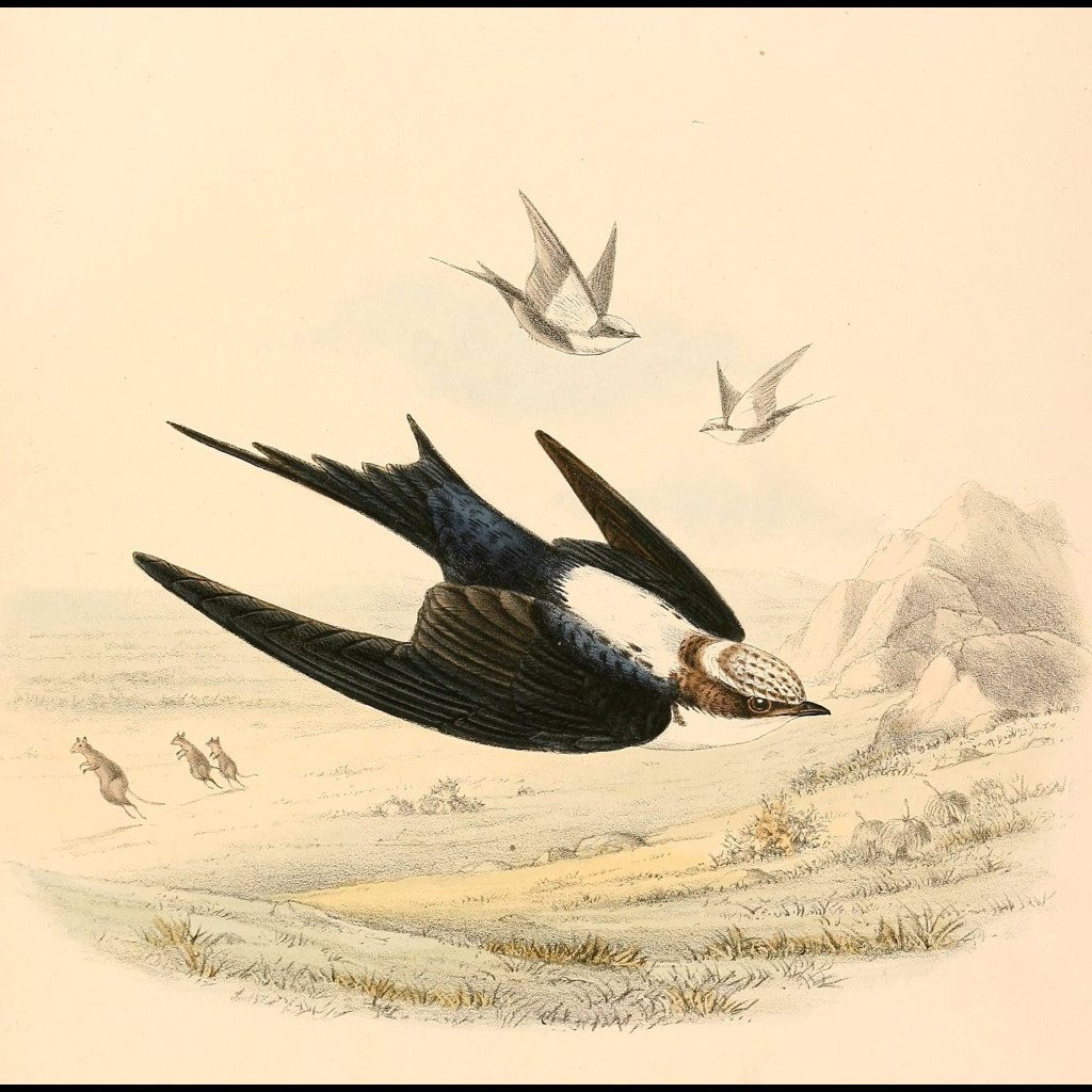 White-backed Swallow