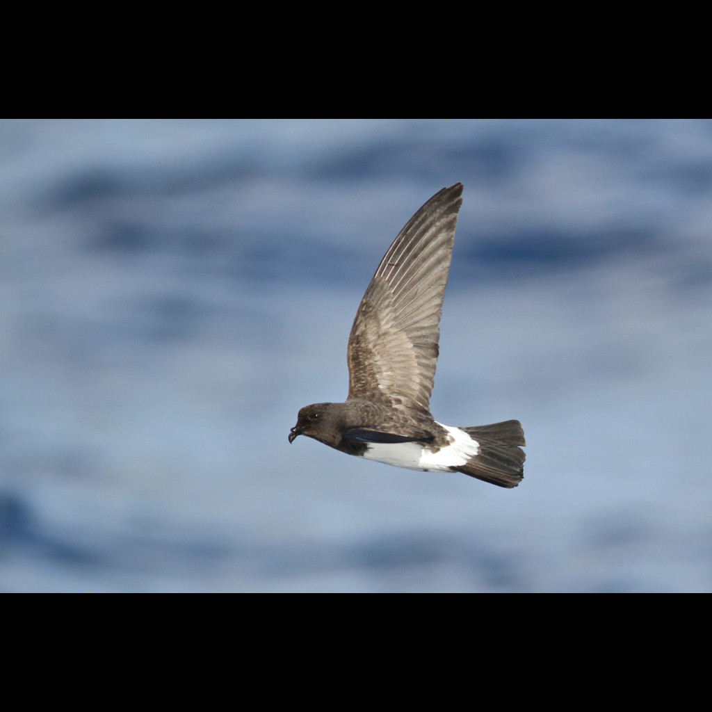 White-bellied Storm-Petrel