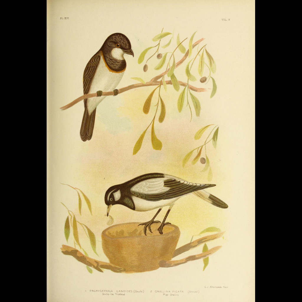 White-breasted Whistler