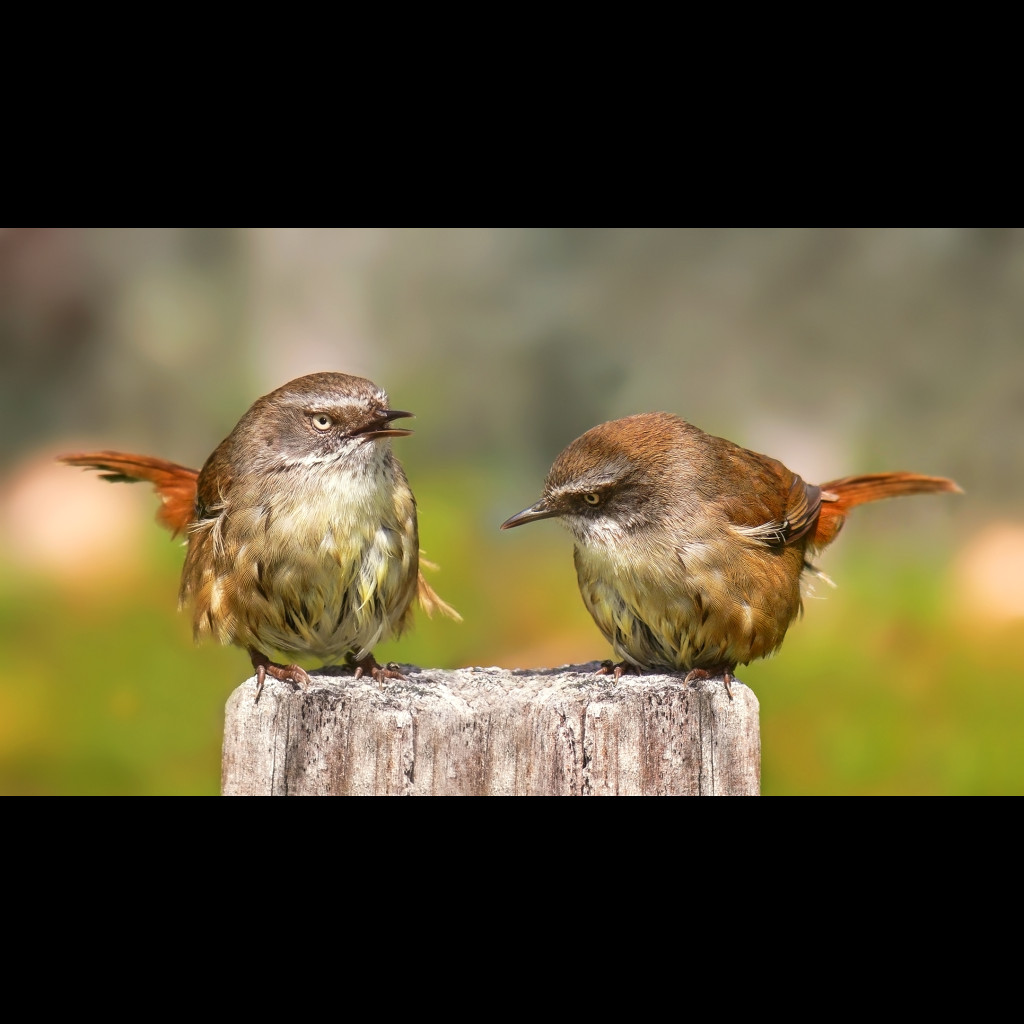 White-browed Scrubwren
