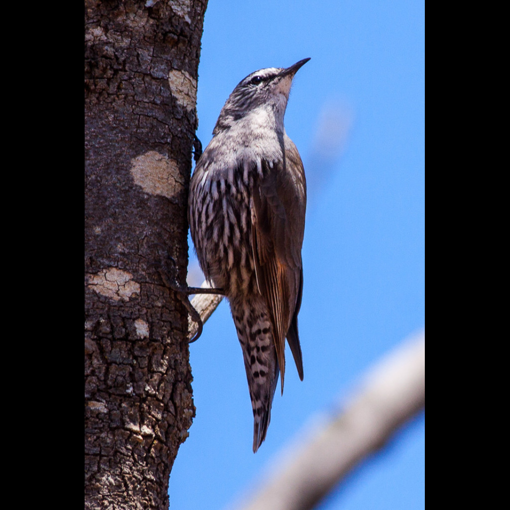 White-browed Treecreeper
