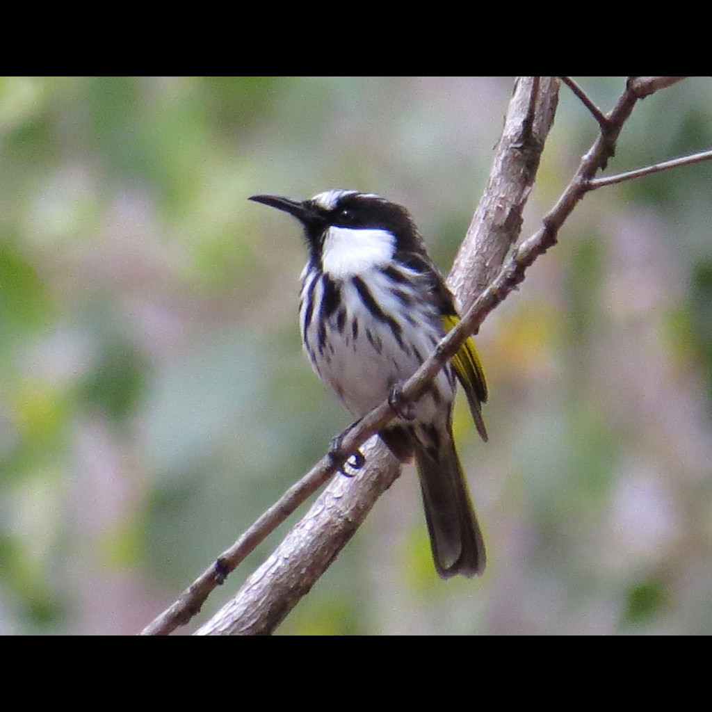 White-cheeked Honeyeater