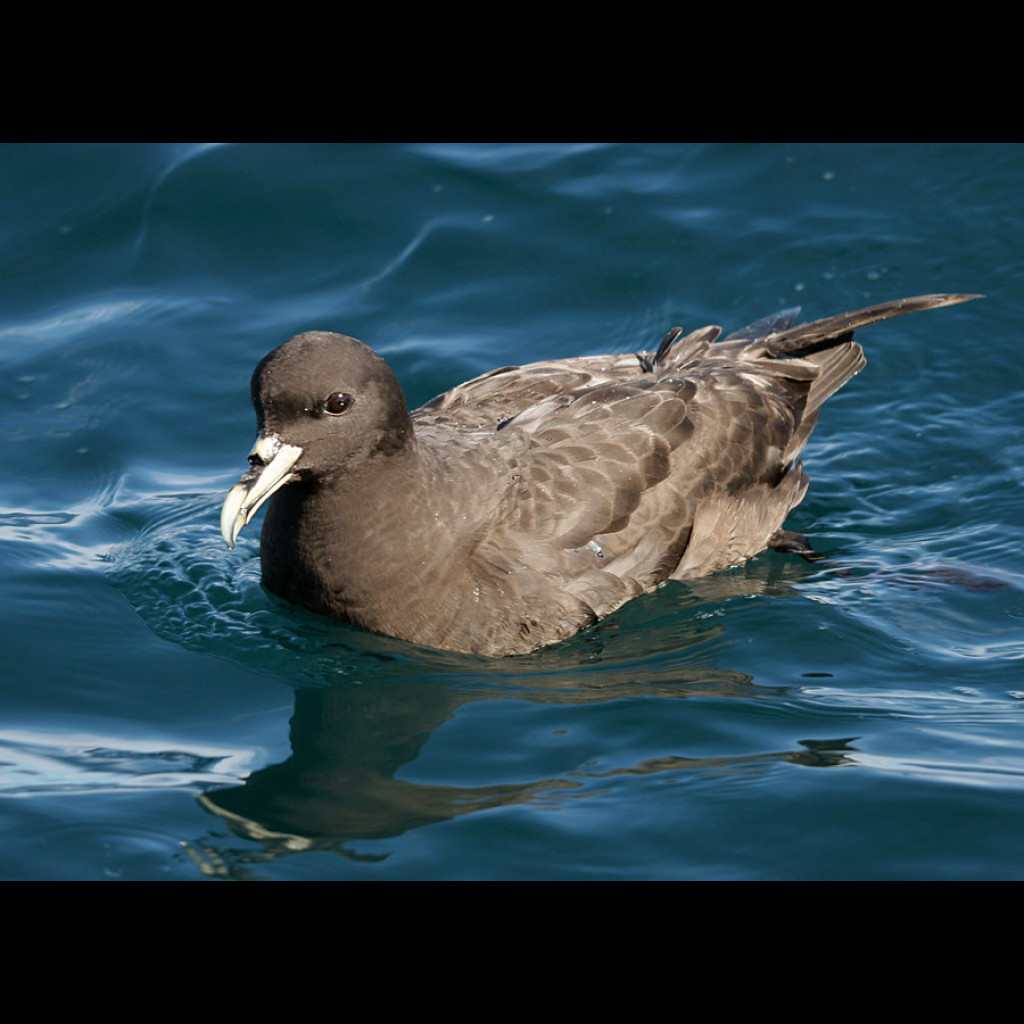 White-chinned Petrel