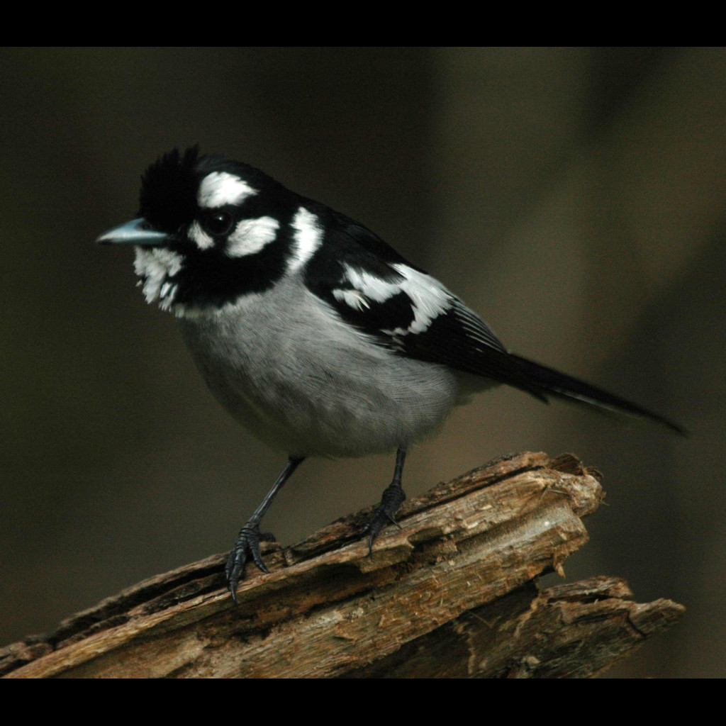 White-eared Monarch