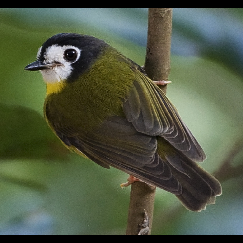 White-faced Robin
