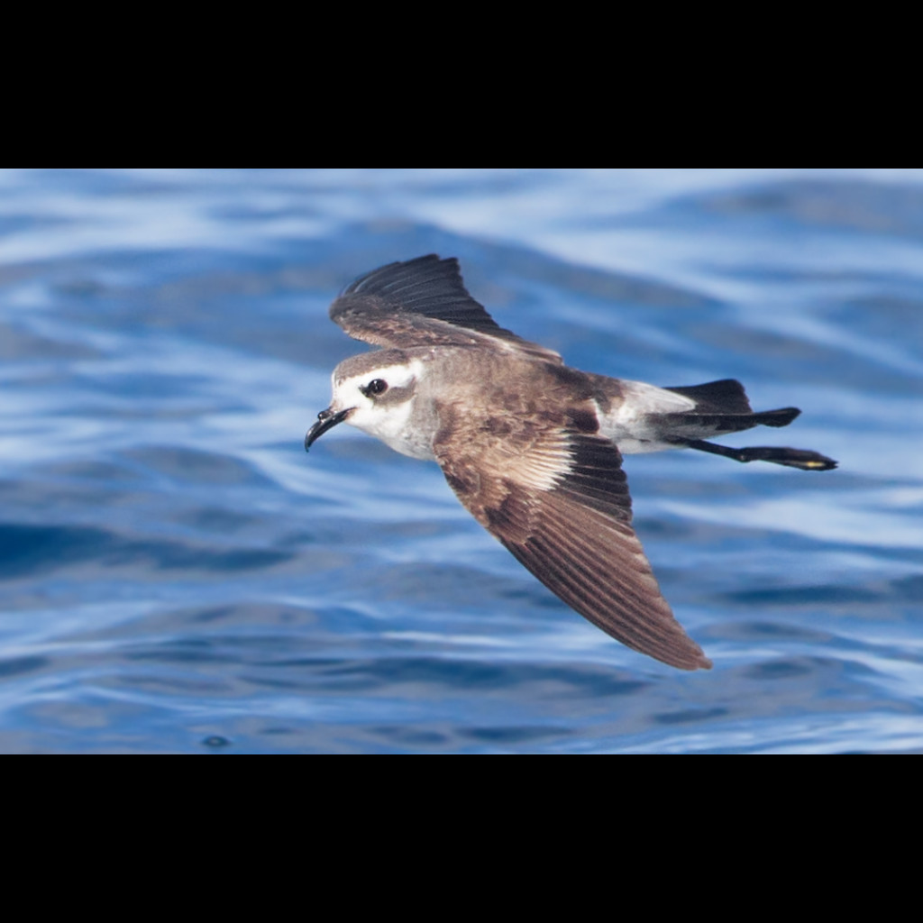 White-faced Storm-Petrel