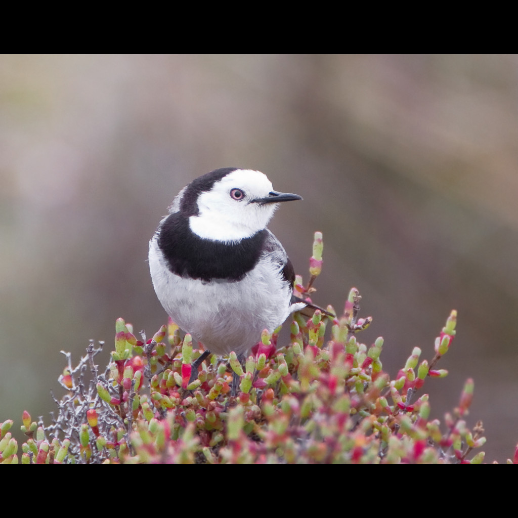 White-fronted Chat