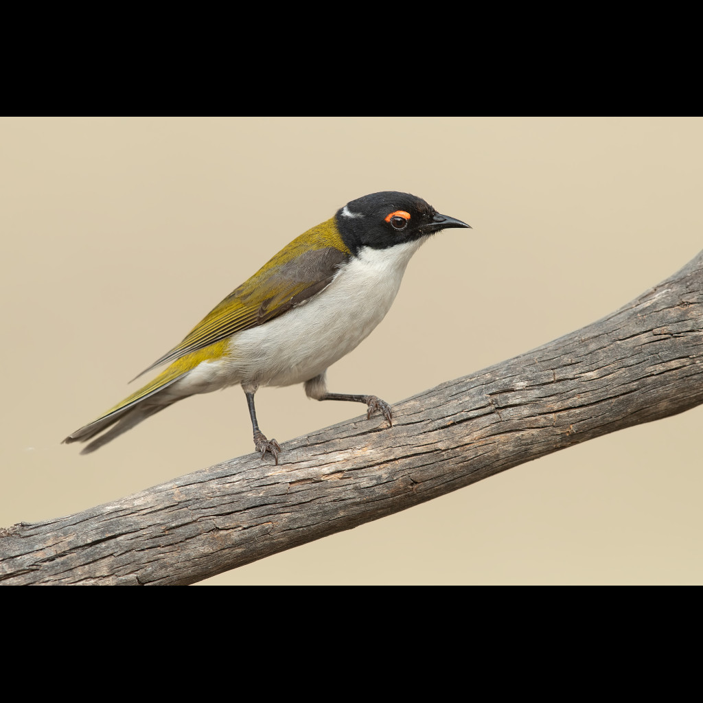 White-naped Honeyeater