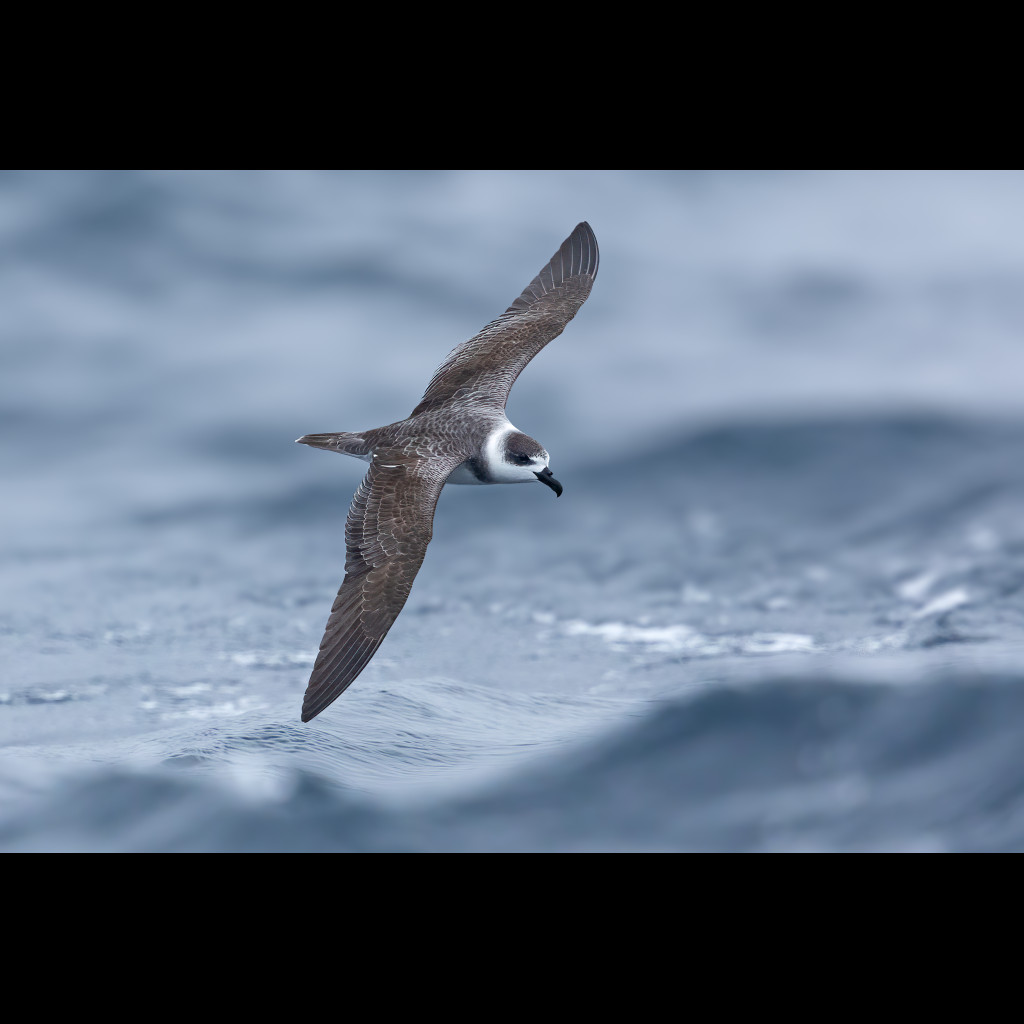 White-necked Petrel