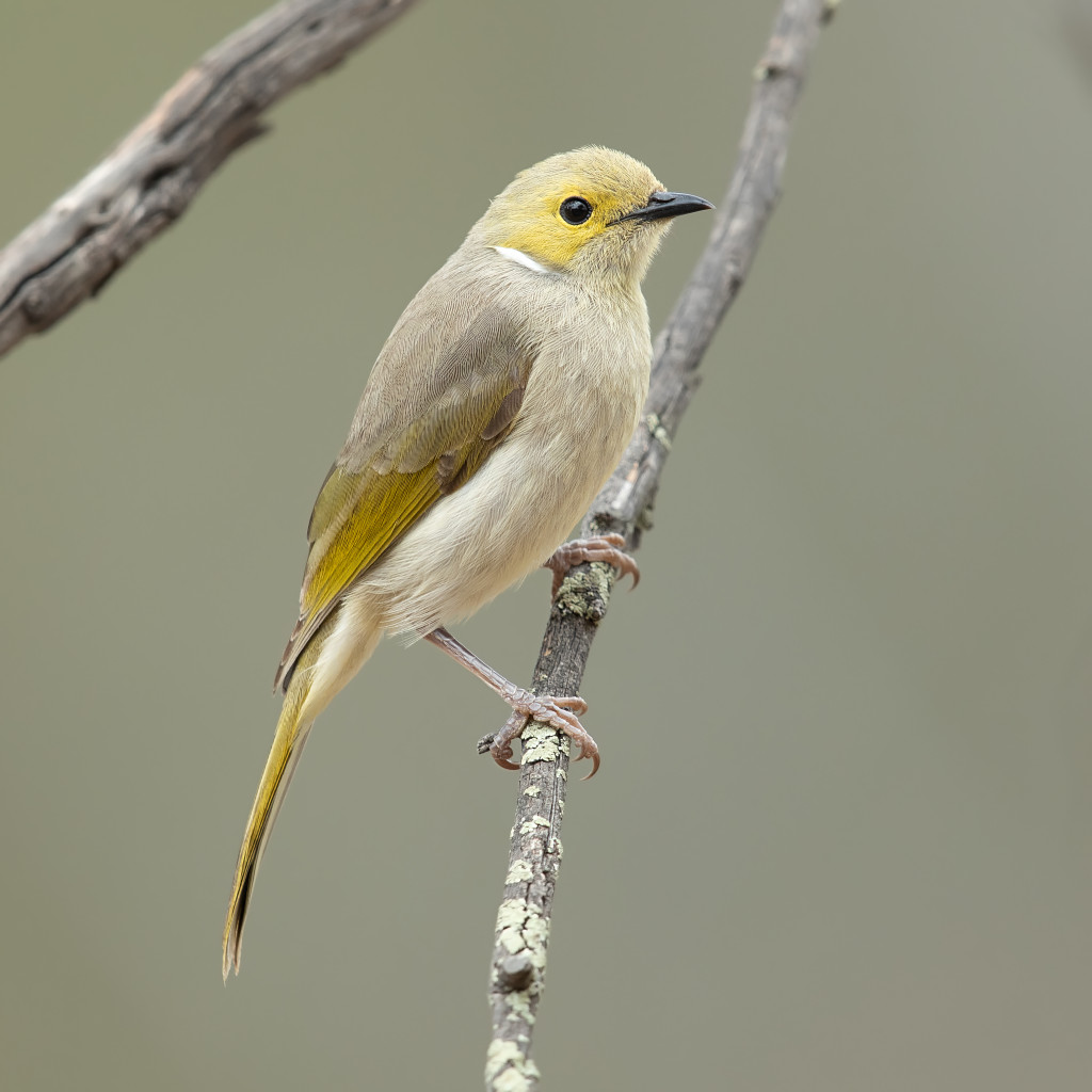 White-plumed Honeyeater