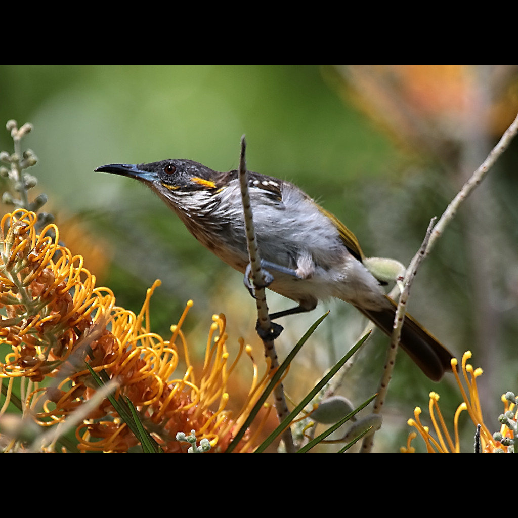 White-streaked Honeyeater
