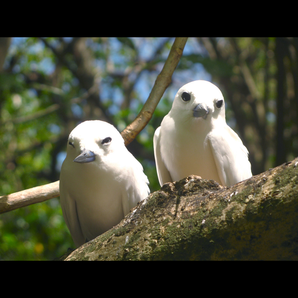 White Tern