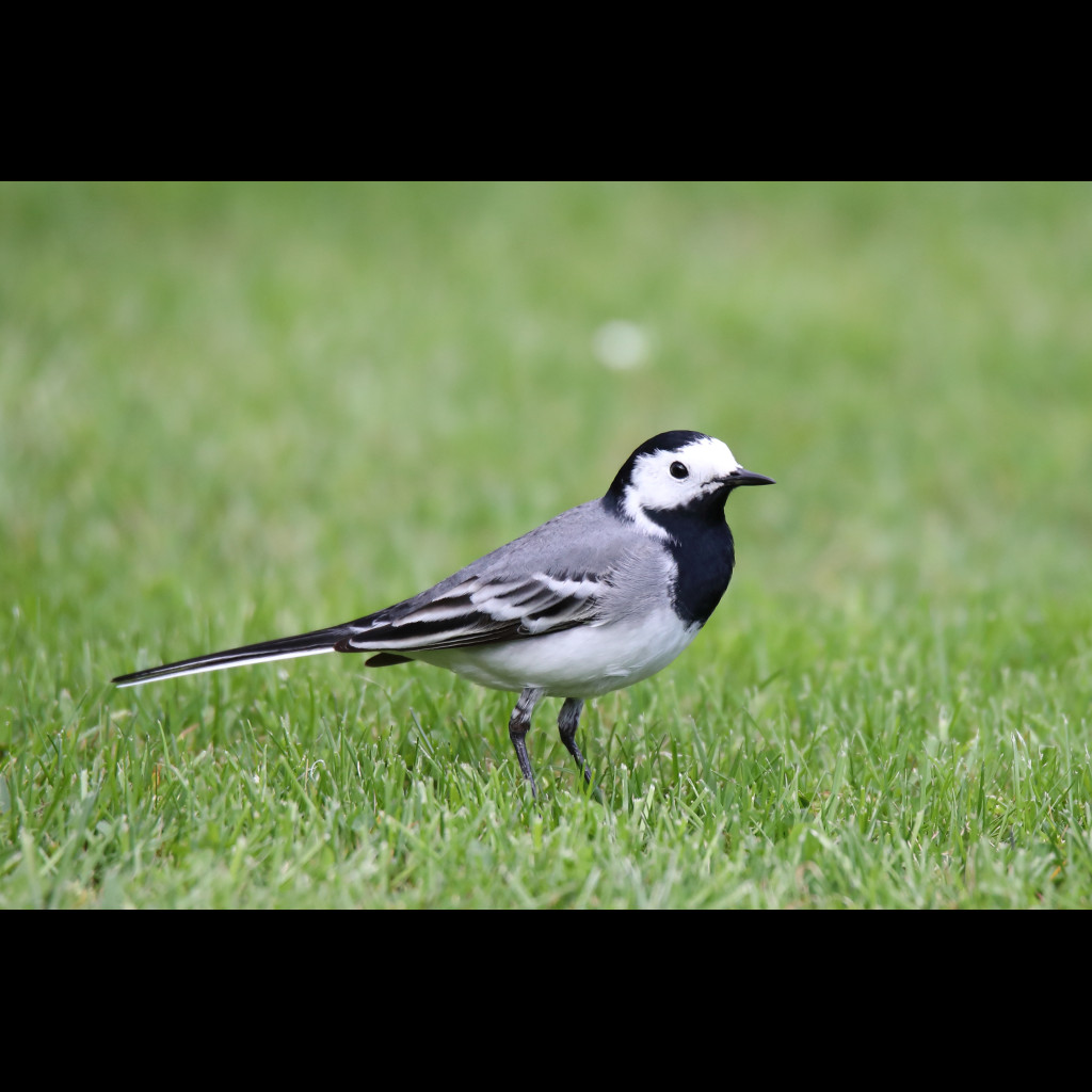 White Wagtail