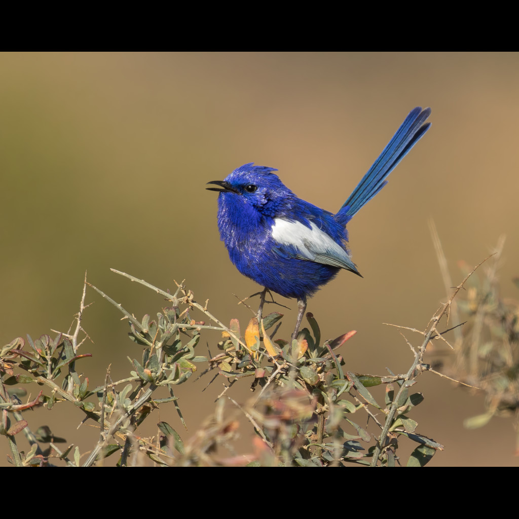 White-winged Fairy-wren