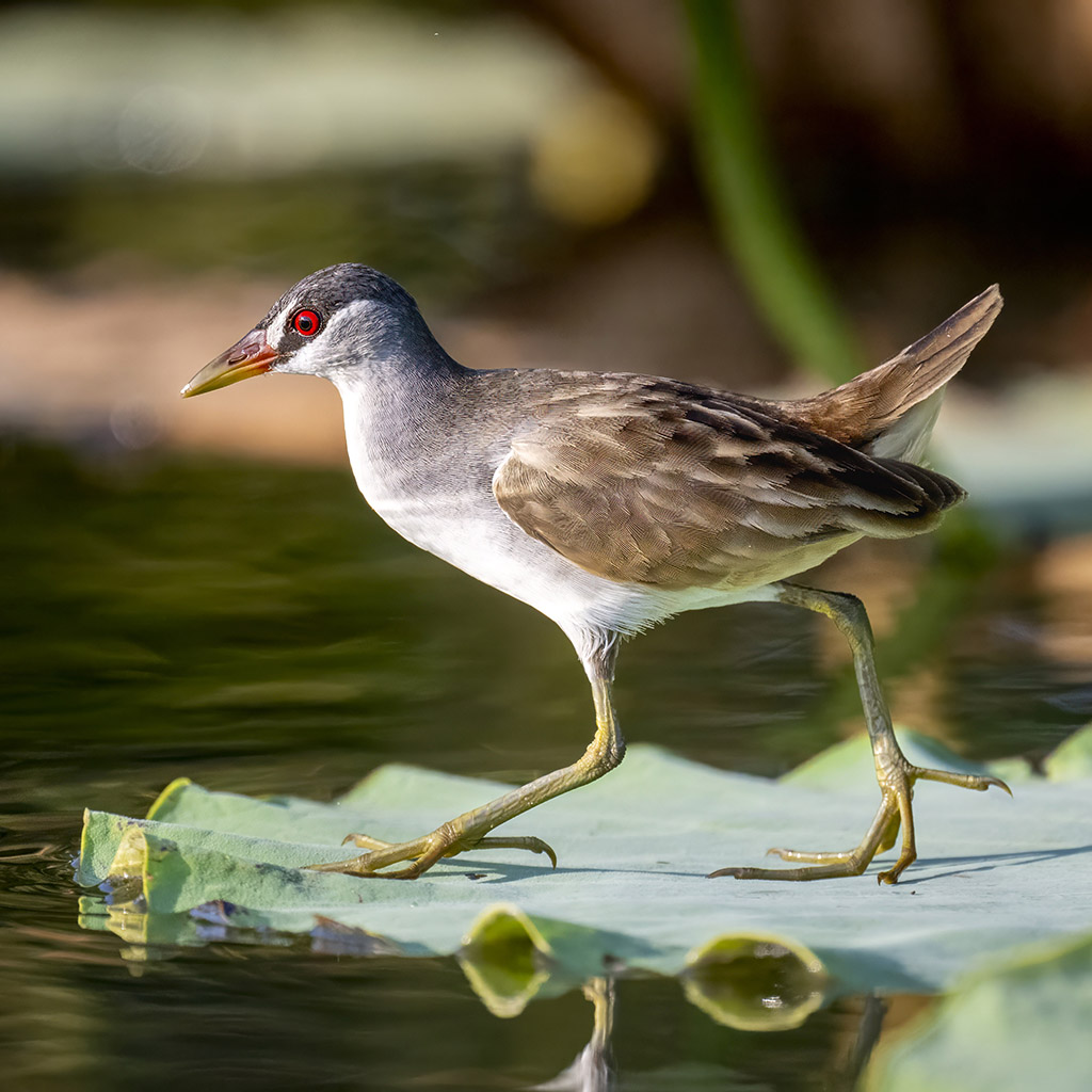 White-browed Crake