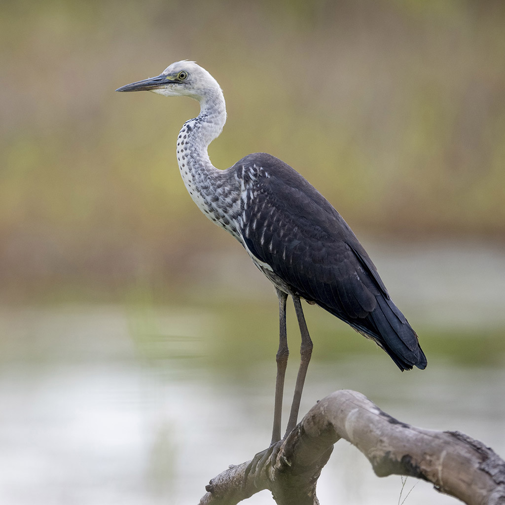 White-necked Heron