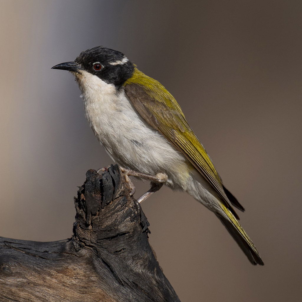 White-throated Honeyeater