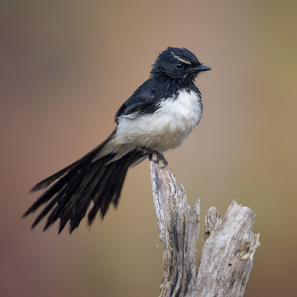 Willie Wagtail