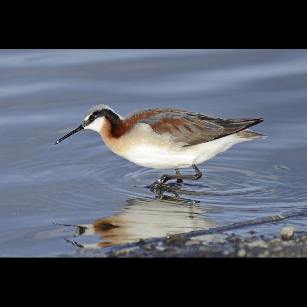 Wilson's Phalarope