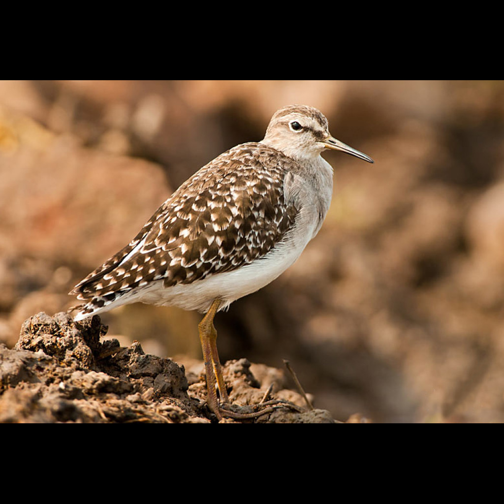 Wood Sandpiper