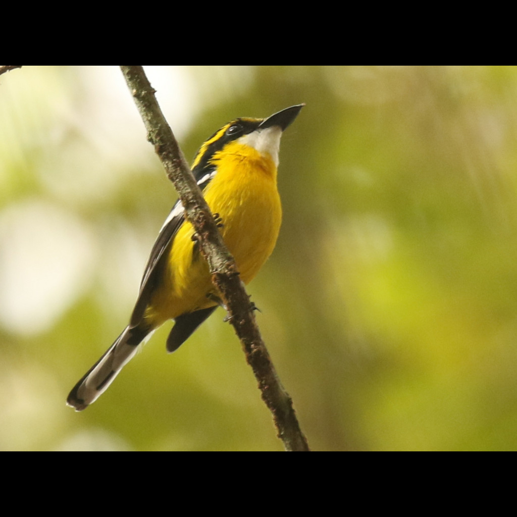 Yellow-breasted Boatbill
