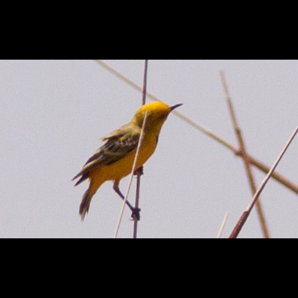 Yellow Chat