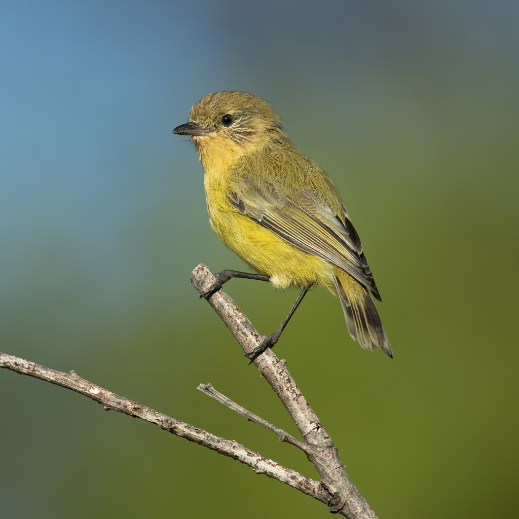 Yellow Thornbill