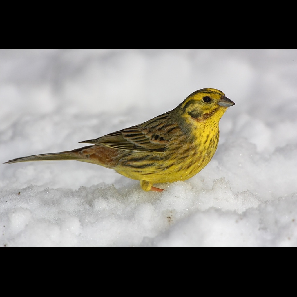 Yellowhammer