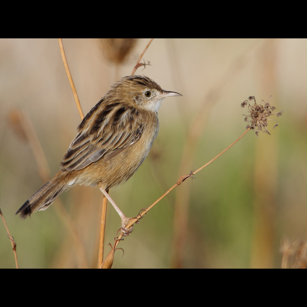 Zitting Cisticola