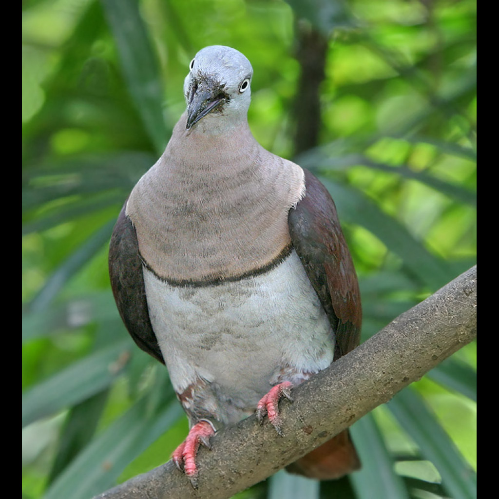 Zoe's Imperial-pigeon
